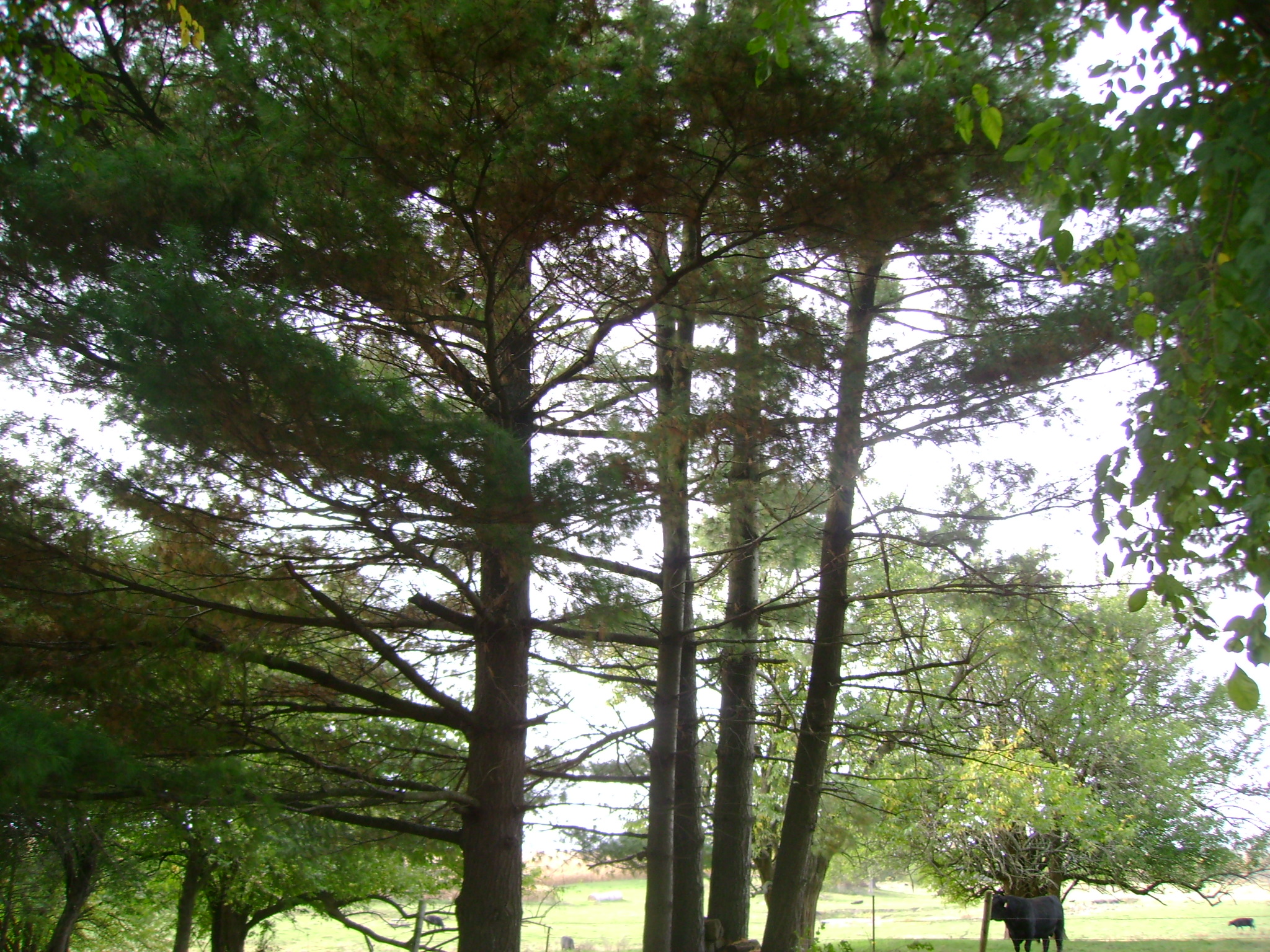 Pine Trees