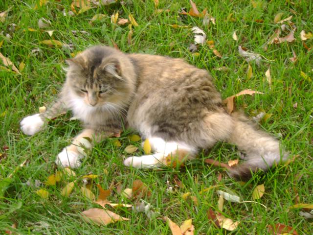 Cat Relaxing
