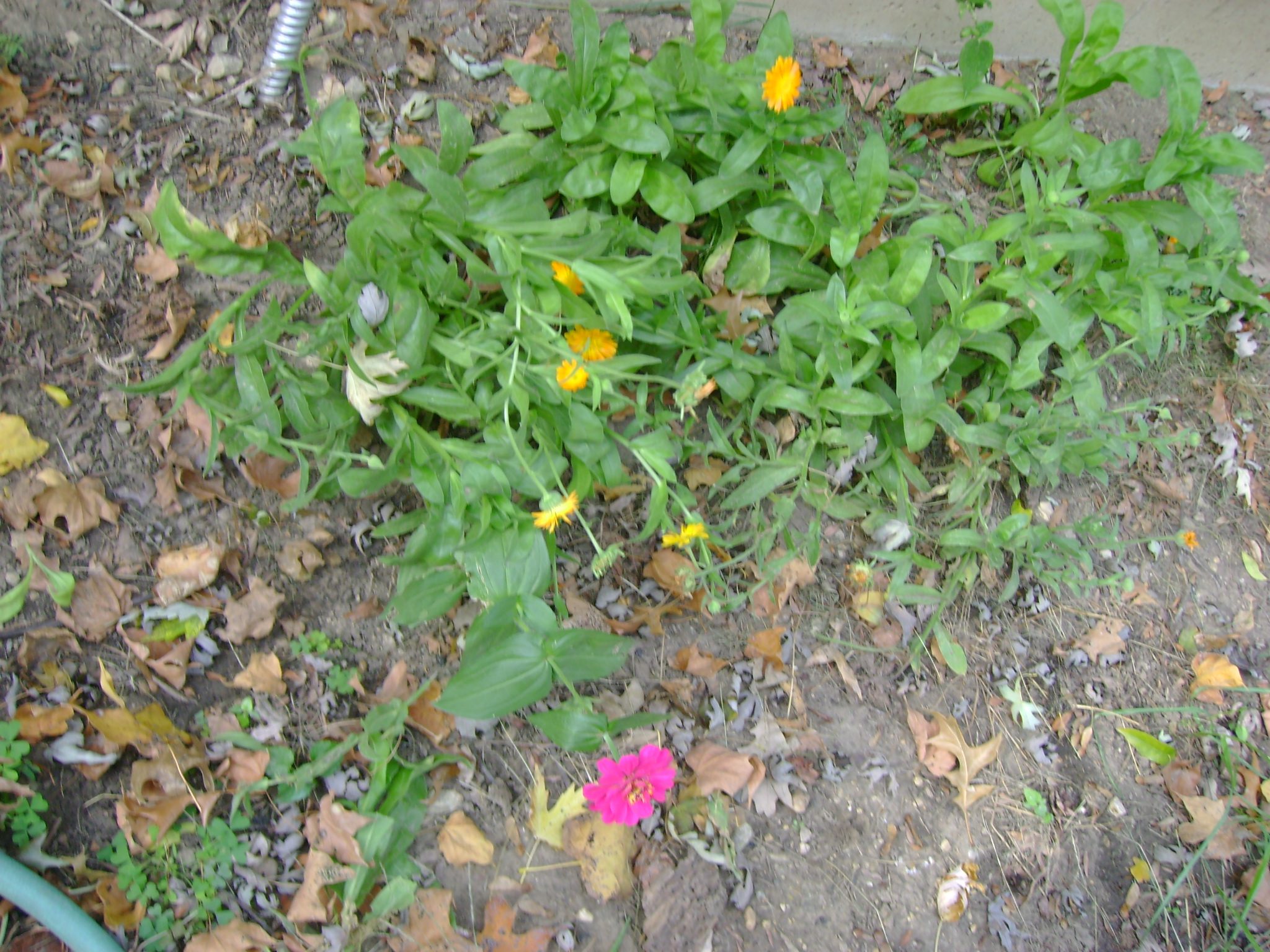 69498449f0c63_Flowers at A-frame (1)